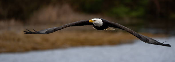 istock Majestic Bald Eagle in Flight in Washington State 1988418967