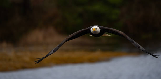 istock Majestic Bald Eagle in Flight in Washington State 1988418969