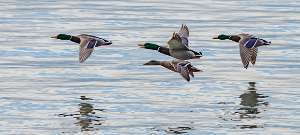 Small Flock of Mallard Ducks in Flight Over Smooth Water