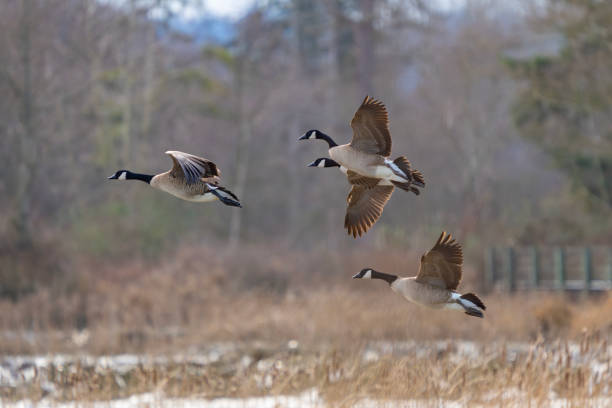 istock Canada Geese Prepare for Landing in a Wetlands Marsh 1988419492