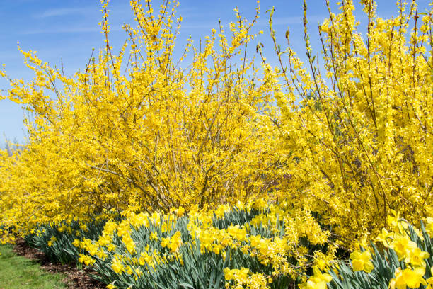 istock Yellow Forsythia and Daffodils 1988421532