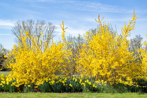 Yellow Forsythia and Daffodils