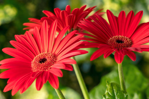 istock Gerbera flowers close-up 1988422558
