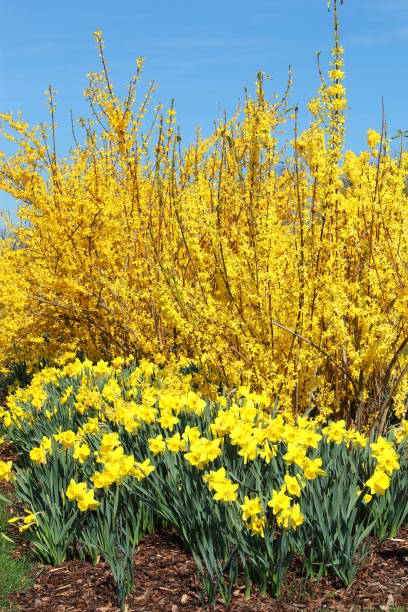istock Yellow Forsythia and Daffodils 1988423686