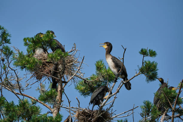 istock great cormorant high up in the tree on the curonian spit. 1988434954
