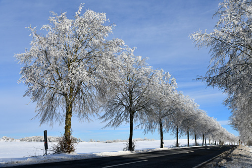 Leere Fahrbahn im Januar mit wunderschönen schneebedeckten Bäumen