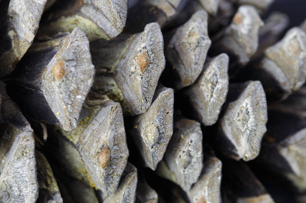 pine cone