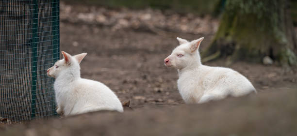 white cangaroo in winter cold day in garden - nectarine white peach australia стоковые фото и изображения