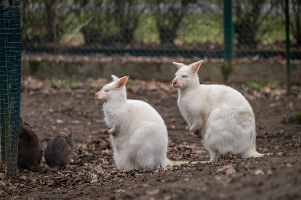 White cangaroo in winter cold day in dark garden