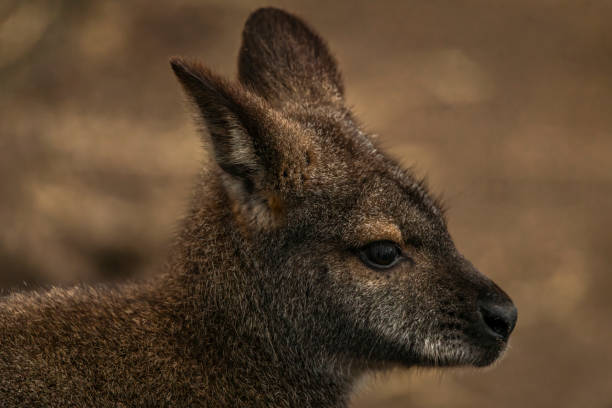 istock Brown cangaroo in winter cold day in garden 1988448495