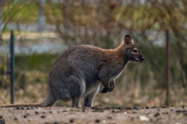 istock Brown cangaroo in winter cold day in garden 1988448498
