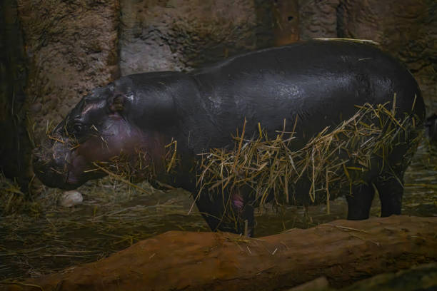 hippo animal interior with dirty body dark room - hippopotamus animal teeth large dirty - fotografias e filmes do acervo