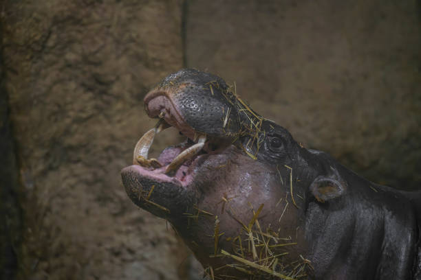 hippo animal interior with dirty body dark room - hippopotamus animal teeth large dirty imagens e fotografias de stock