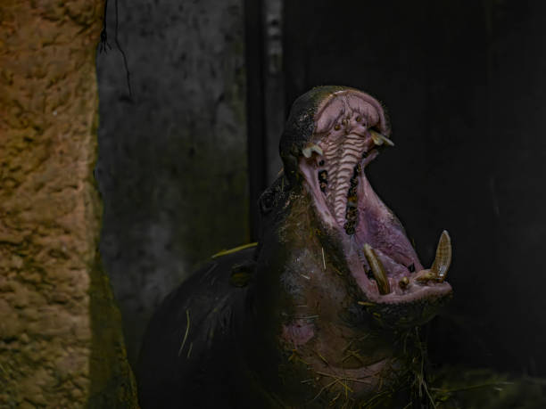 hippo animal interior with dirty body dark room - hippopotamus animal teeth large dirty - fotografias e filmes do acervo