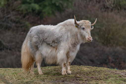 White Asia cow with long horn and hair on dry grass in cold winter day