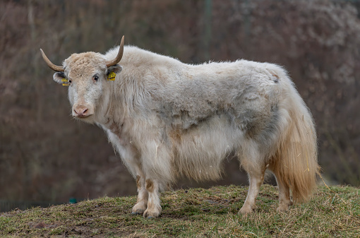 White Asia cow with long horn and hair on dry grass in cold winter day