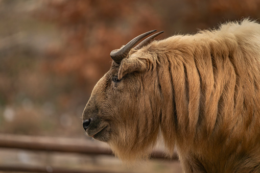 Takini animal with brown hair in cold winter cloudy day