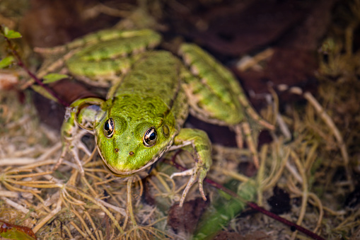 Frog in water. Pool frog swimming in water. One green Pelophylax lessonae. European frog.