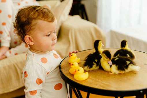 Children looking at the live duck bird standing on a table and pet them