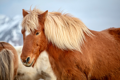 Horses against mountain backdrop - Iceland