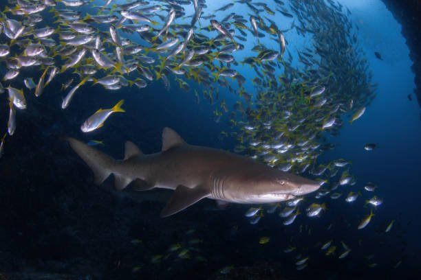 istock Grey Nurse Shark ( also known as sand tiger or ragged tooth shark) in the cave 1988491215