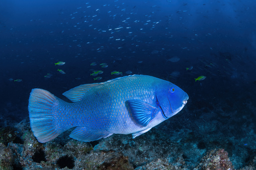 Tropical fish swimming through the open water over coral reef