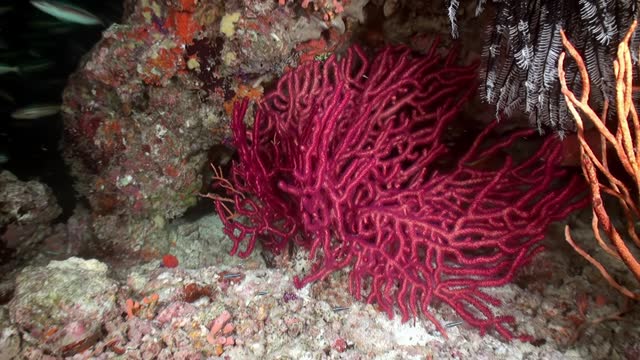 Red and fish coral underwater background dark blue water in Maldives.