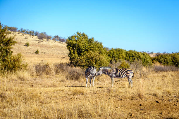 Zebra herd, Pilanesberg National Park.