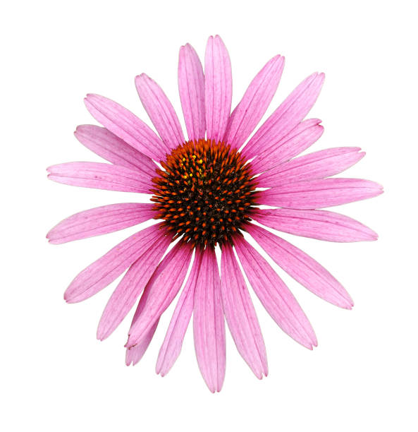 istock Colorful 'Echinacea' flower blossom 1988501660
