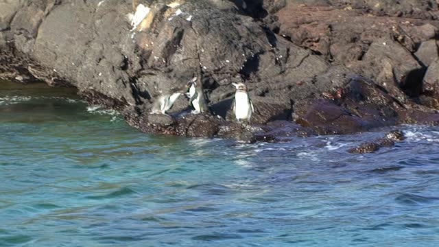 Pelicans on rocky coast of Pacific Ocean.