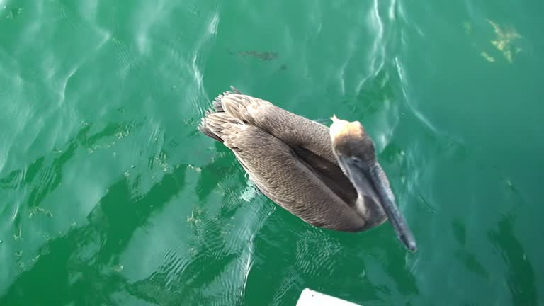 Pelican swims on water surface of ocean.