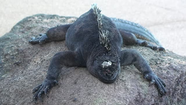 Large sea lizard iguana sleeps on cobblestone on Galapagos Island.