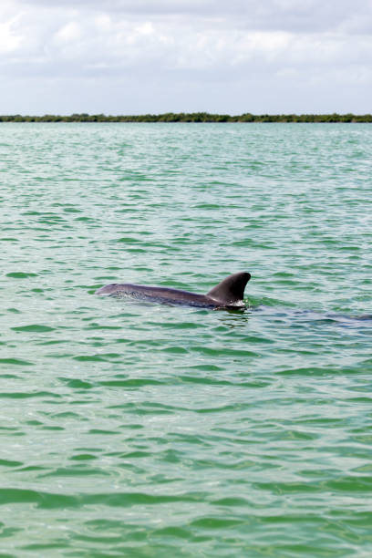istock A close picture of dolphin 1988534411