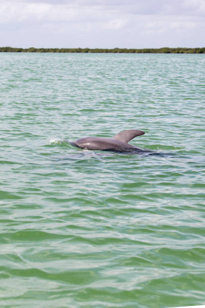 istock A close picture of dolphin 1988534415