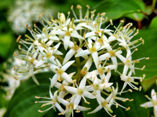 istock Common Dogwood Flowers 1988539573