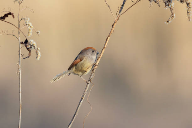 istock Vinous-Throated Parrotbill (Sinosuthora webbiana Gould) on a twig. 1988550821