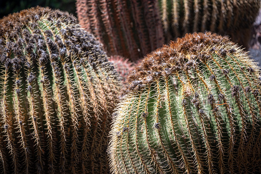 Echinocactus Grusonii, golden barrel cactus with yellow flowers