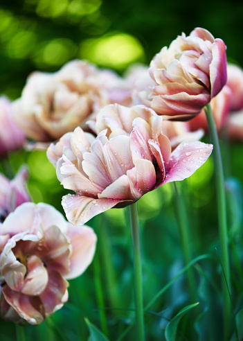 Beautiful bronze apricot double tulip flowers in an early spring cottage garden. La Belle Epoque (Tulipa) Gardening concept. Soft focus.