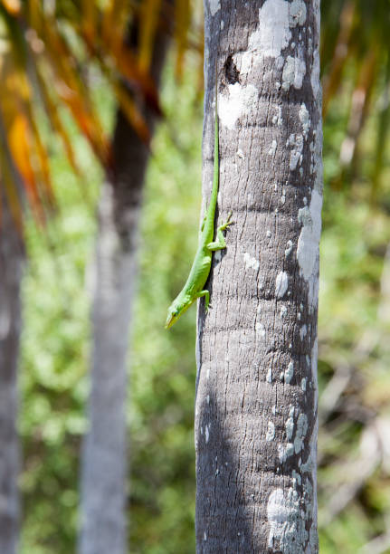 The close view of a small lizard on Little Stirrup Cay island tree (Bahamas).