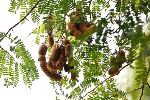 tamarind fruit hanged on its own tree also known as Imlee, Imli, Tamarin, Tamarindo, Tamarindus indica,Tintiri