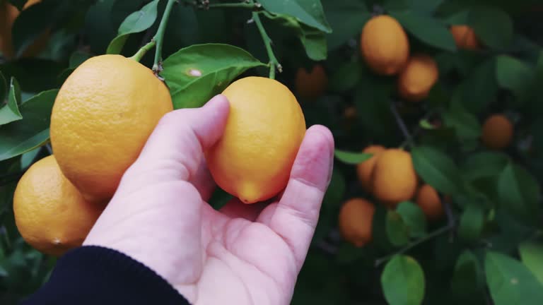 Harvesting ripe lemon for healthy eating, farm freshness, and healthy lifestyle. Lemon tree in garden, symbol of healthy eating and farm living Hand-picked citrus for healthy lifestyle farm to table