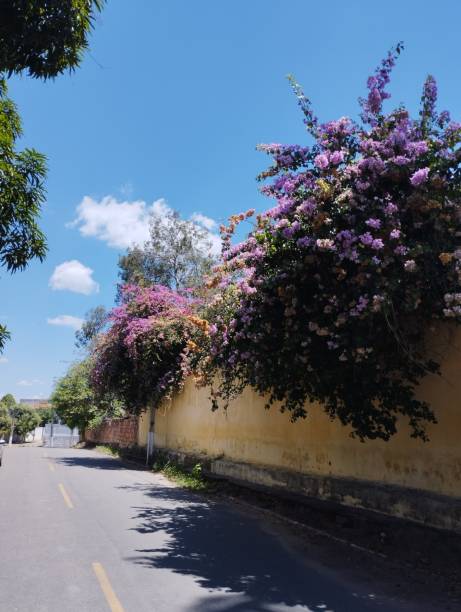 istock Multicoloured climbing plant on a wall in a semi-arid area 1988602046