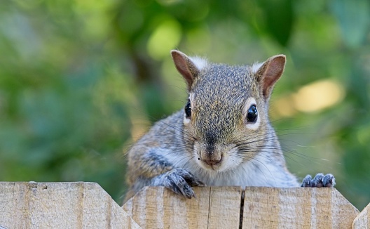 Eastern gray squirrel peers over a picket fence with an inquisitive look.