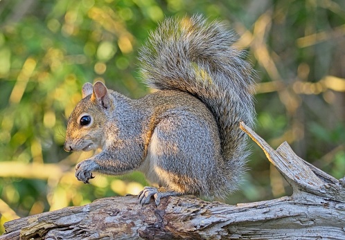 Eastern gray squirrel with curled up tail, ponders his next meal.