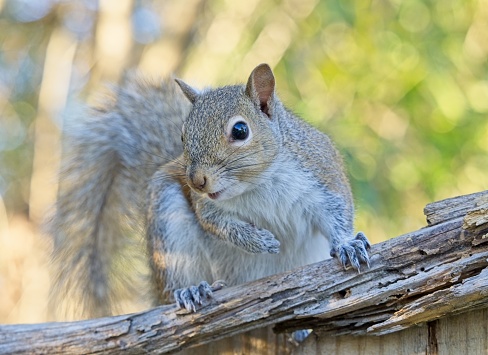 A delightful cheeky shot of a grey squirrel climbing a tree and looking directly at the camera.