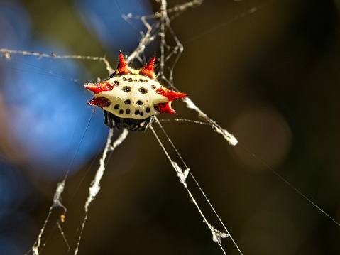 Spiny Orb Weaver spider with dark background in a Florida landscape. A menacing looking spider that has a hard shell with red spikes that is actually harmless.