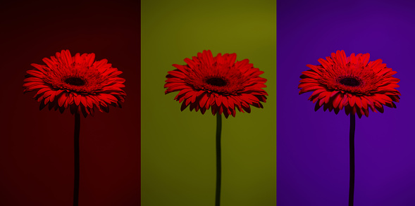 Red gerbera on different colored backgrounds, color lighting