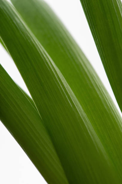 Macro texture of green leaves