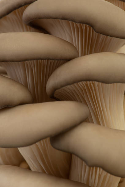 istock Macro texture of oyster mushrooms 1988646537