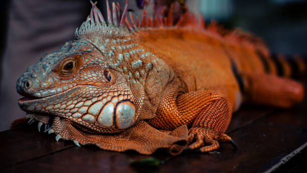 istock Closeup large orange iguana crawl on cair 1988663553
